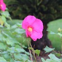 image.Name