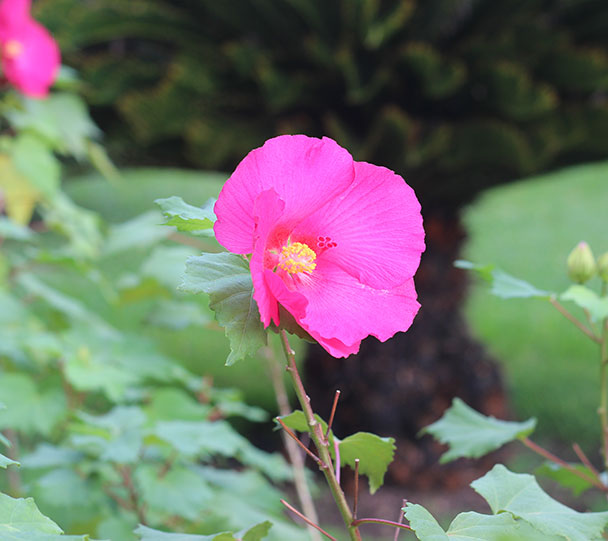 A Beautiful Flower